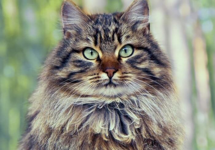 Chat sibérien