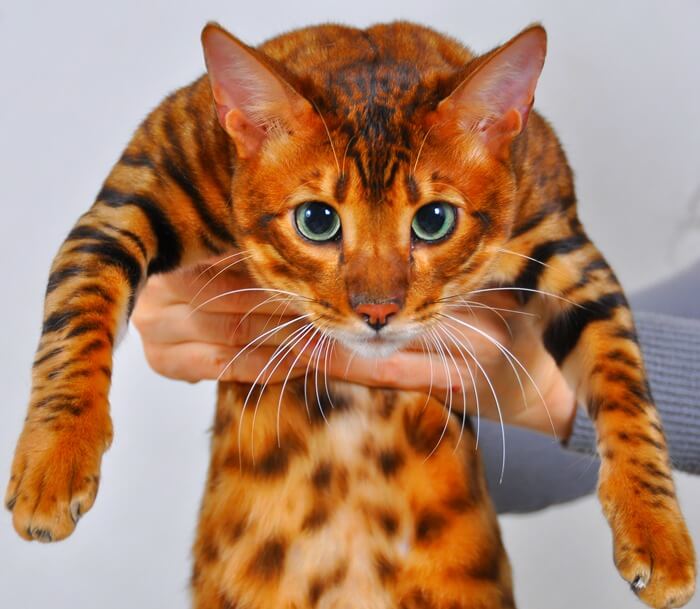 Toyger chat-tigre