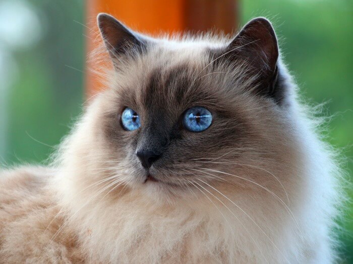 Chat birman