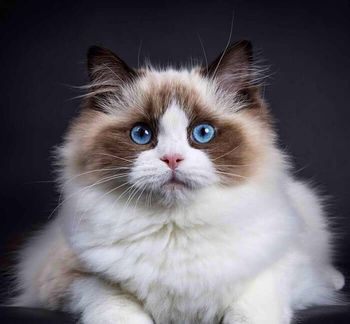 Belle Ragdoll