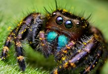 La plus grosse araignée du monde: top 10