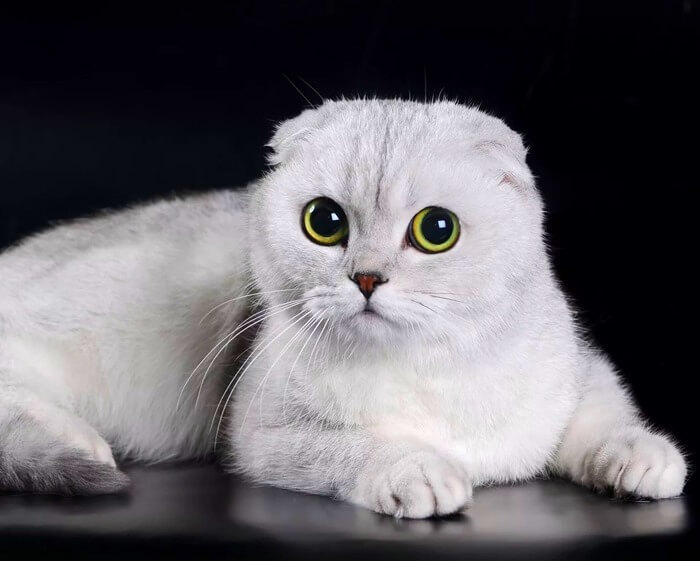Photo d'une belle race Scottish Fold