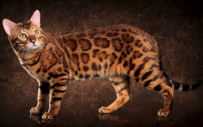 Chat du Bengale, belle photo