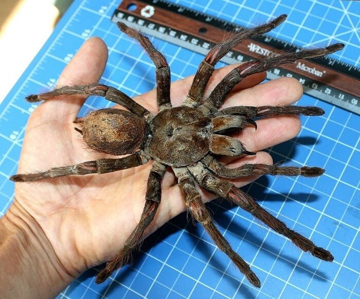 Tarentule Goliath (Theraphosa blondi)