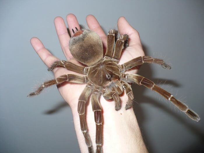 La plus grande araignée du monde