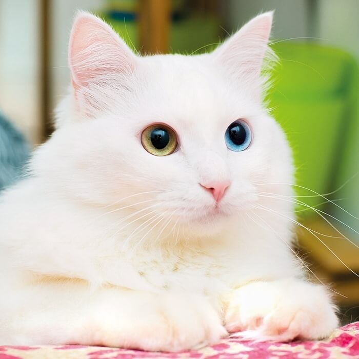 Chat angora avec des yeux de couleur différente