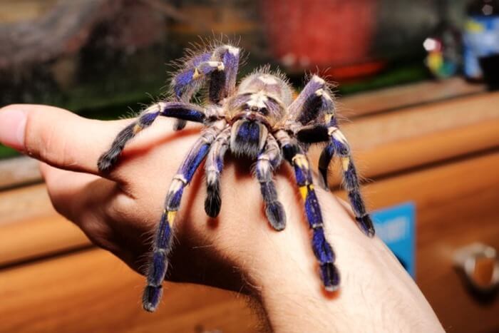 Tarentule ornementale rajai (Poecilotheria rajaei)