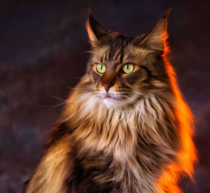 Maine Coon
