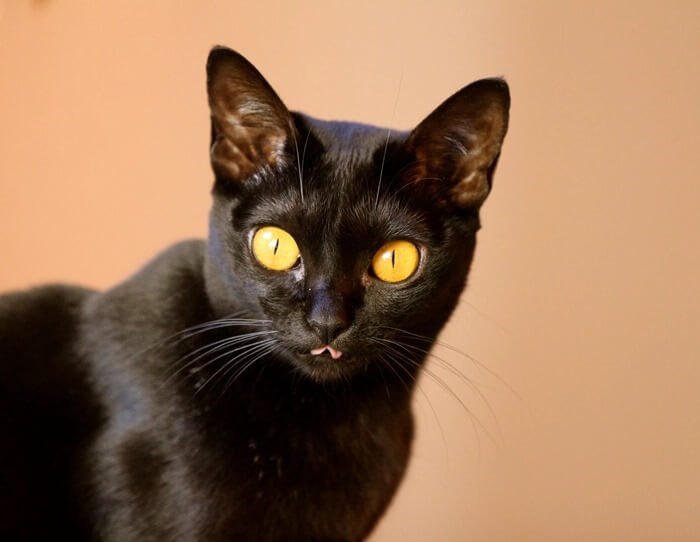 Chat de Bombay