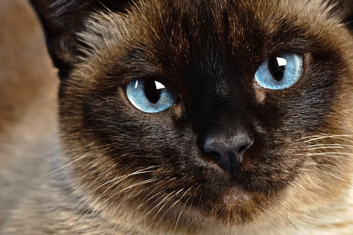 chat siamois