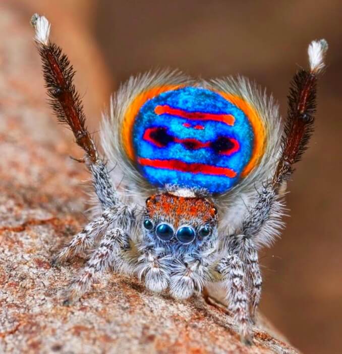 La plus belle araignée paon (Maratus volans)