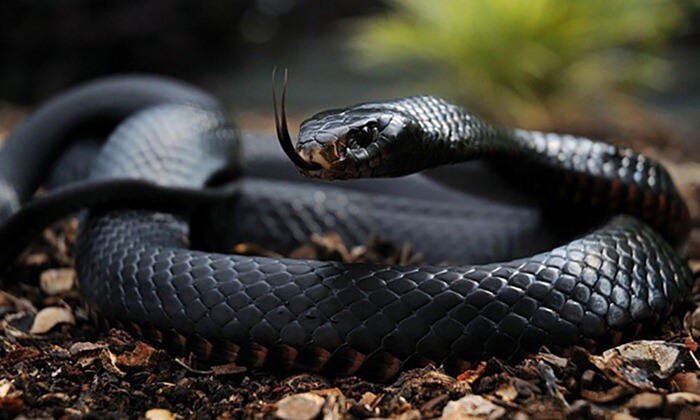 Black Mamba