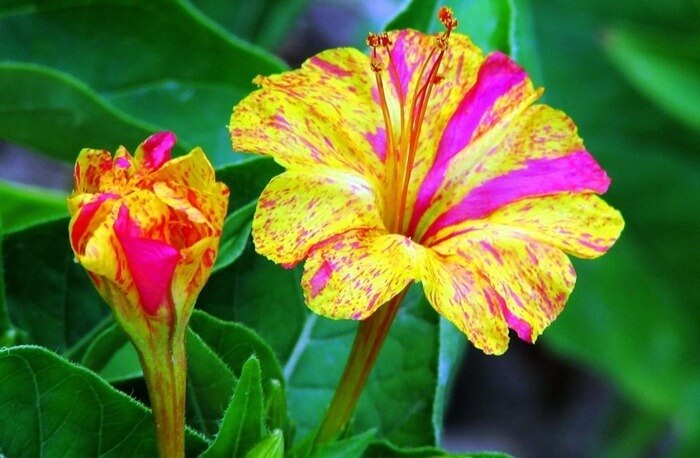 Beauté nocturne (Mirabilis jalapa)