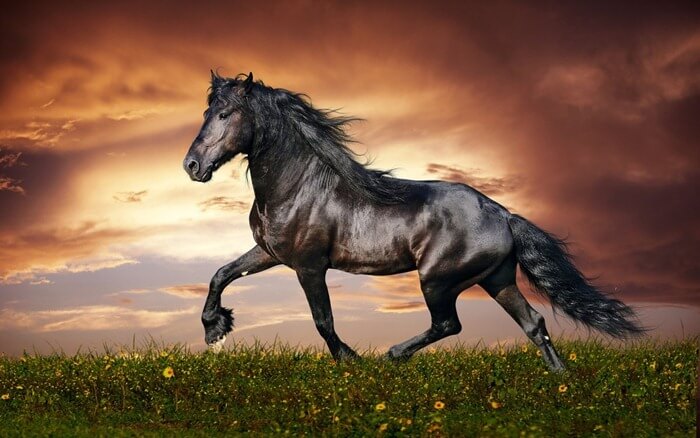 Cheval frison (frison) la plus belle race