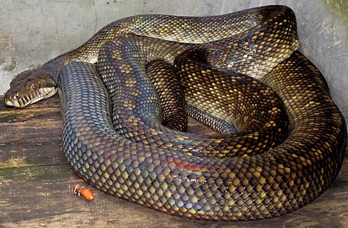 Améthyste Python