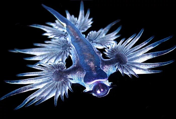 Dragon bleu ou ange bleu (Glaucus atlanticus)