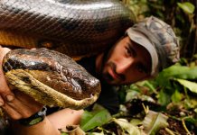 10 plus grands serpents du monde