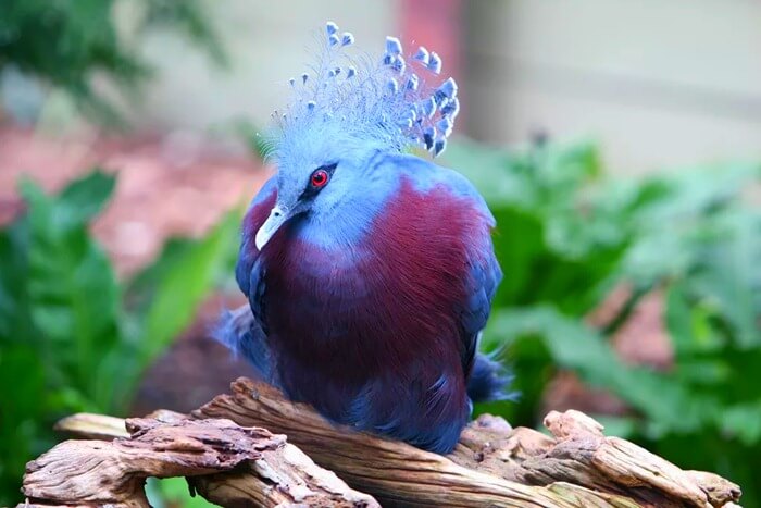Le plus beau pigeon