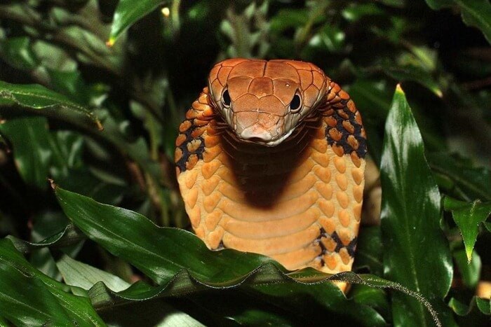 Le cobra royal est le plus grand serpent venimeux