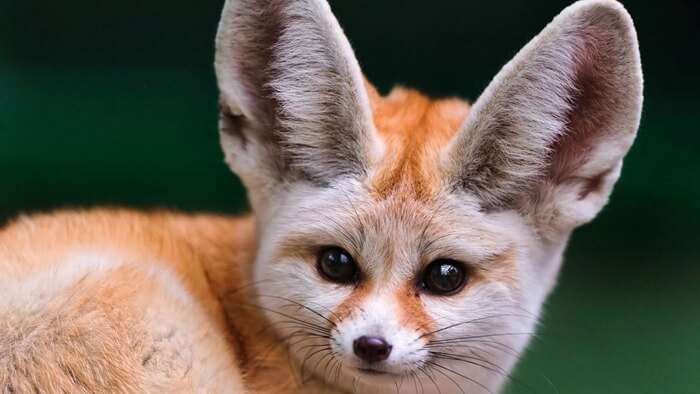 Renard Fennec (Vulpes zerda)