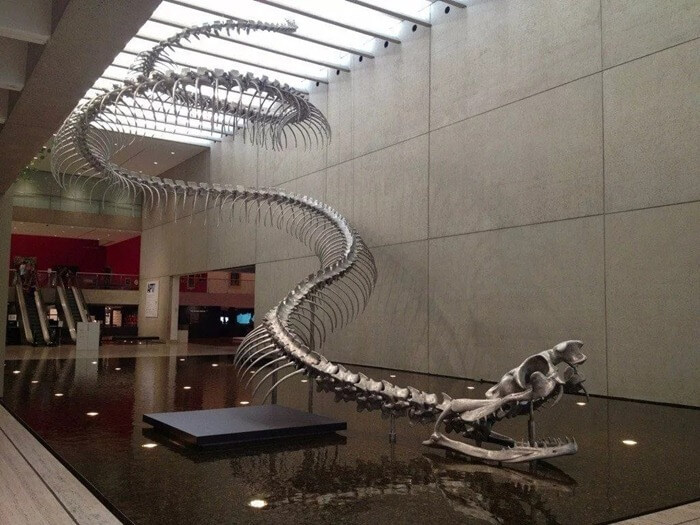 Squelette de Titanoboa
