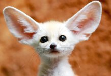 Les plus beaux animaux du monde (12 photos)
