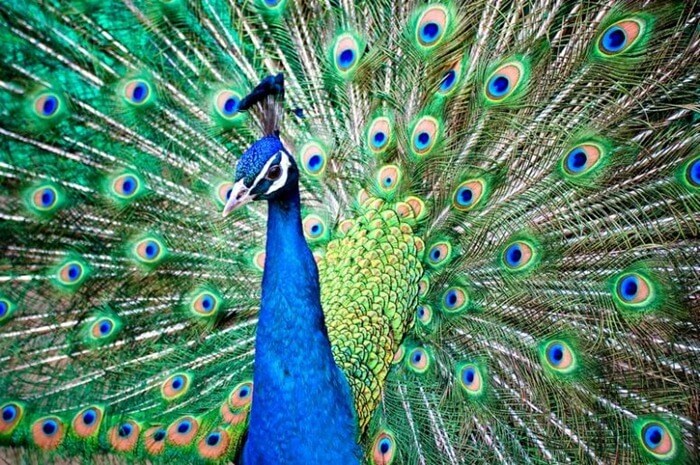 Beau paon (Pavo cristatus)