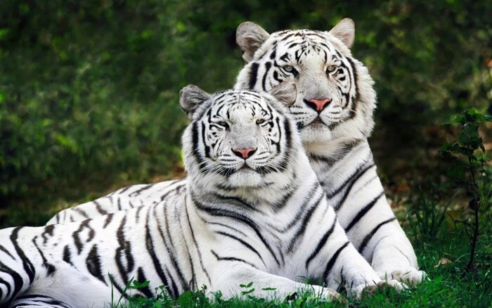 Tigre du Bengale blanc (Panthera tigris bengalensis)