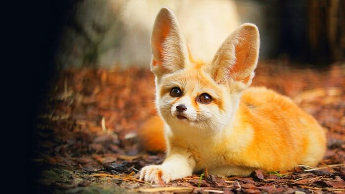 Le renard Fennec (Vulpes zerda) est le plus bel animal du monde