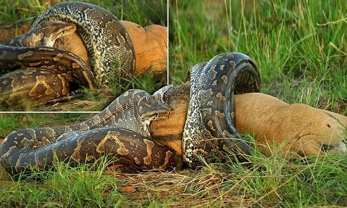 Python réticulé avale sa proie Python réticulé avale sa proie