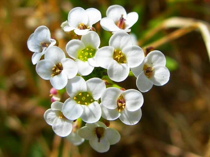 Lobularia maritima