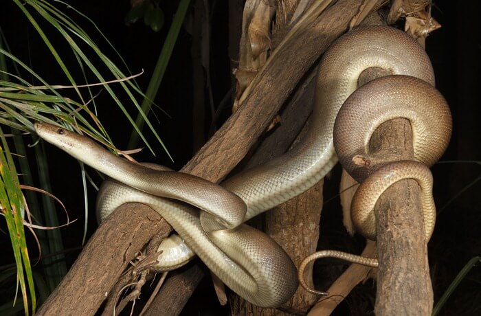Python olive