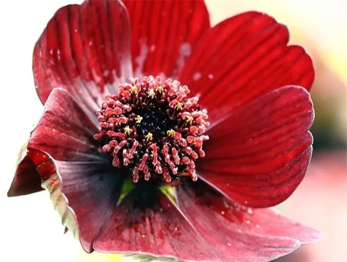 Espace chocolat (Cosmos atrosanguineus)