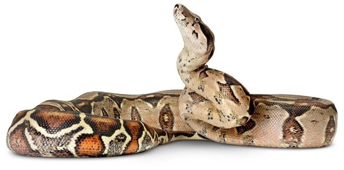 Boa constrictor commun
