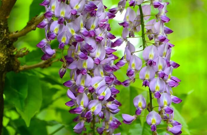Glycine (Glicinia)