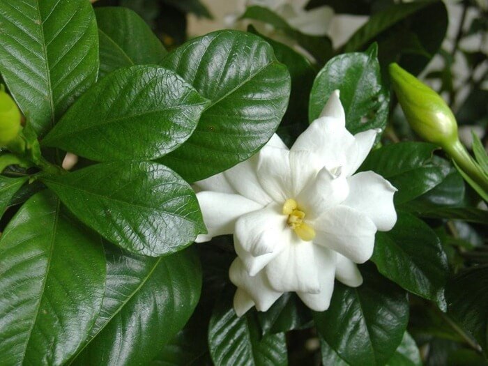 Gardénia