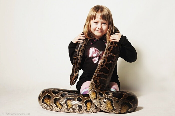 Python indien