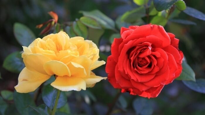 Rosa Aida est la fleur la plus parfumée du monde