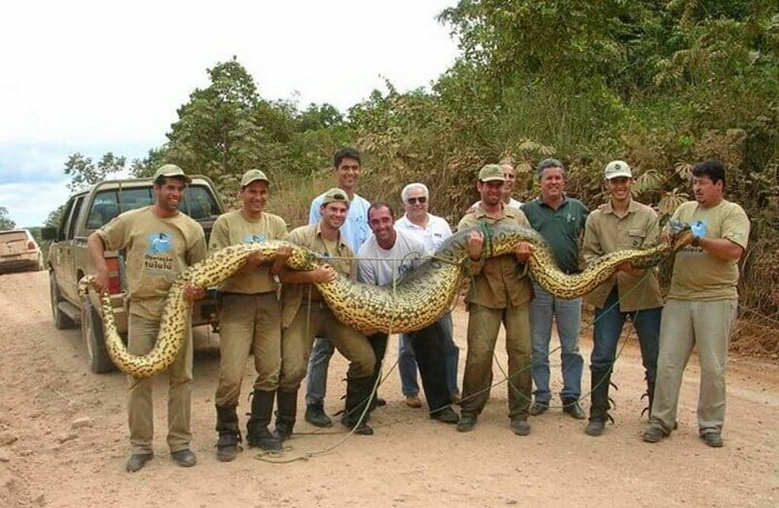 Le python réticulé est le plus grand serpent du monde