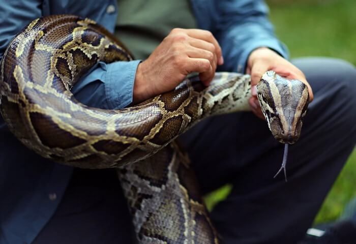 Python bringé foncé