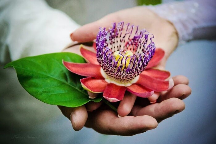 Passiflore (Passiflora)