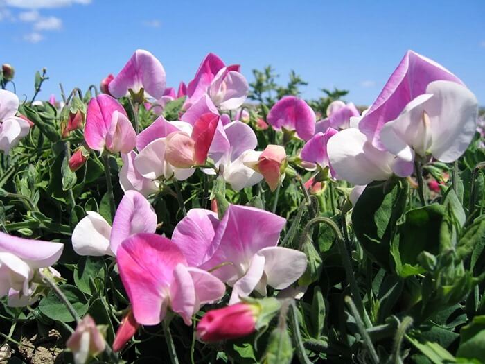 Pois de senteur (Lathyrus odoratus)