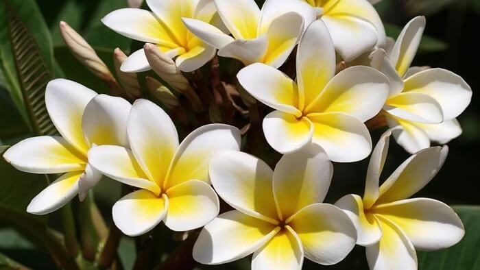 Plumeria (frangipanier)