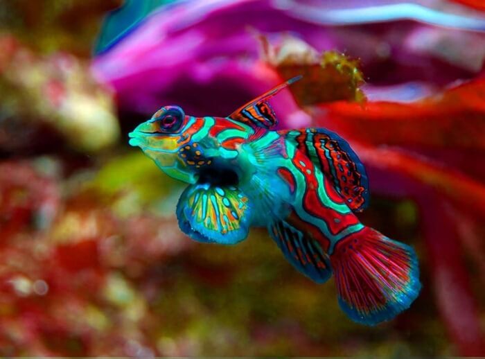 Canard mandarin (Synchiropus splendidus) - le plus beau poisson