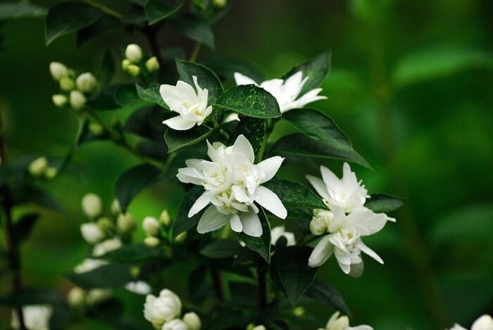 Jasmin (Jasminum)