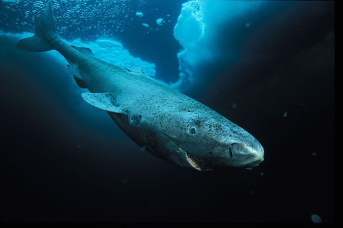 Requin du Groenland