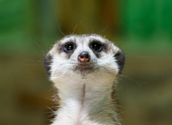 Suricate
