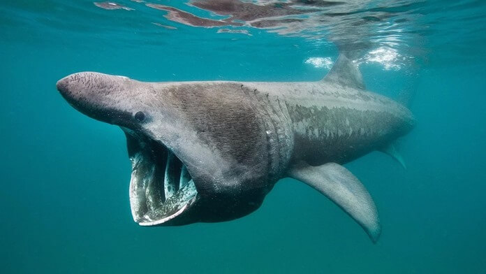 Requin géant
