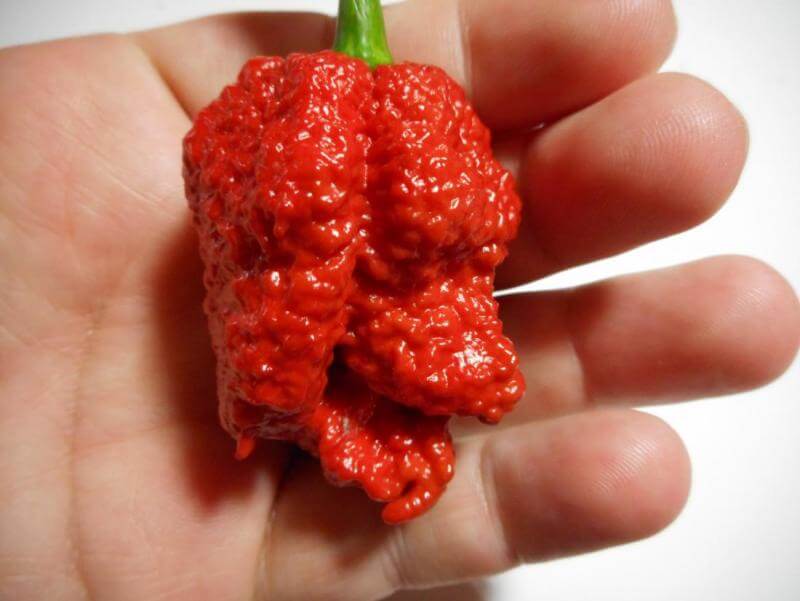 Bhutlan au chocolat