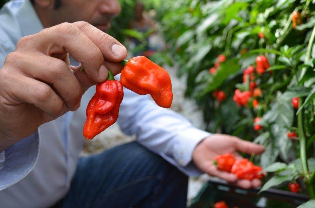 Piment dragon de Komodo